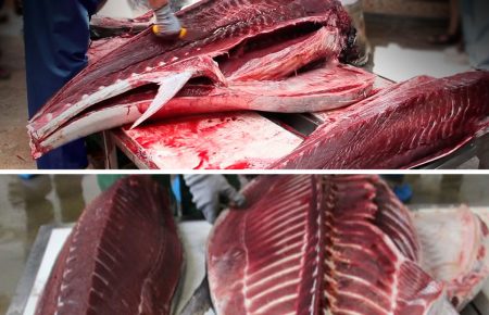 ¿En qué consiste el ronqueo del atún?