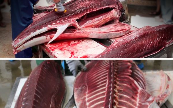 ¿En qué consiste el ronqueo del atún?